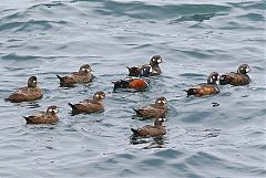 Harlequin Duck